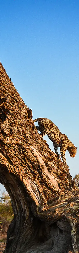 Familienreisen Botswana